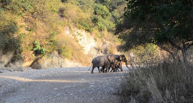 jungle safari in rishikesh